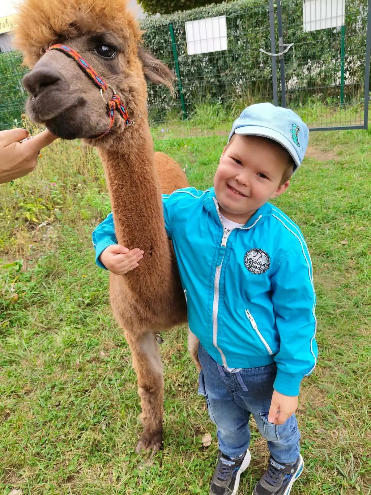 Przedszkolak obok alpaki