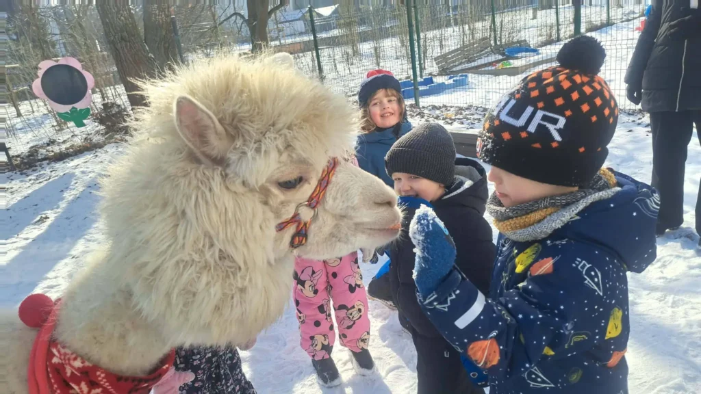 Alpaki z zielonych traw w przedszkolu